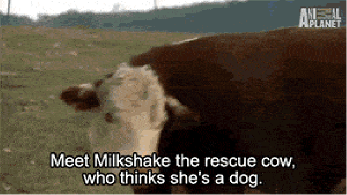 Cow who thinks she's a dog
