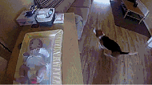 Dog helps mother