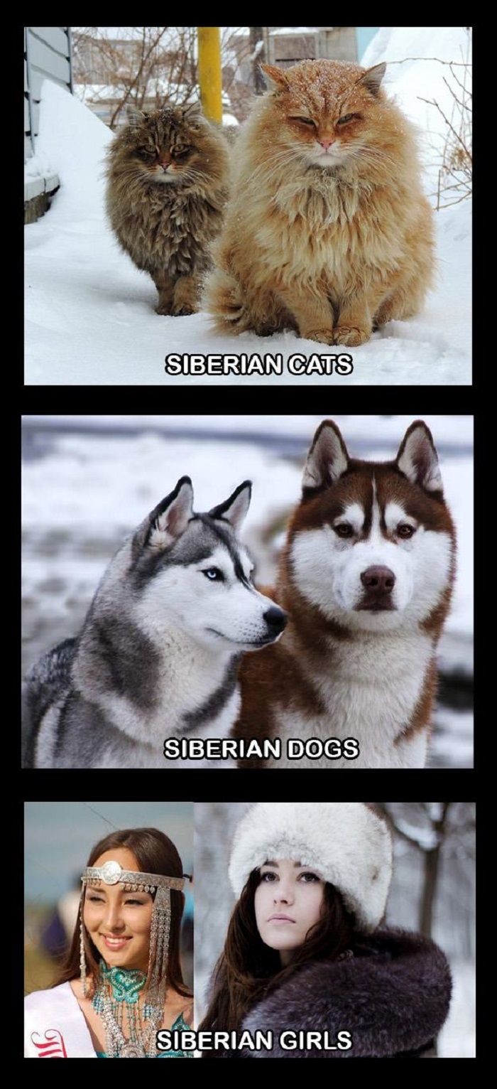 All Siberian are very lovable