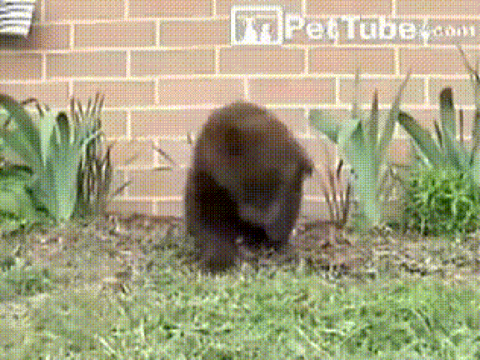 Bear can't stop sneezing