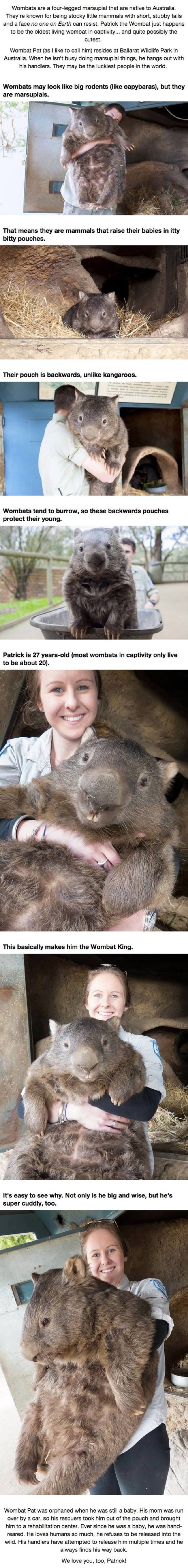 Oldest living wombat