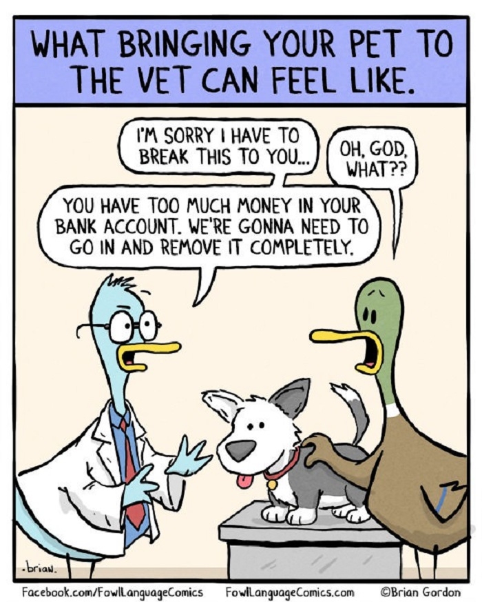 A visit to the vet