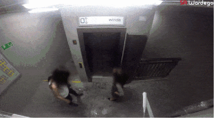 Mutant giant spider dog