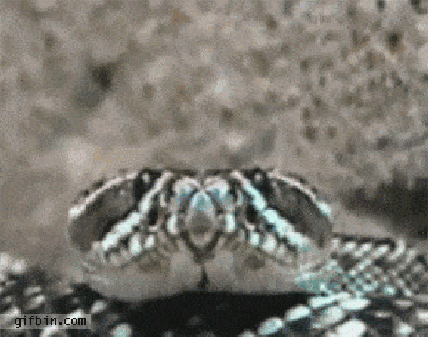 Snake yawning