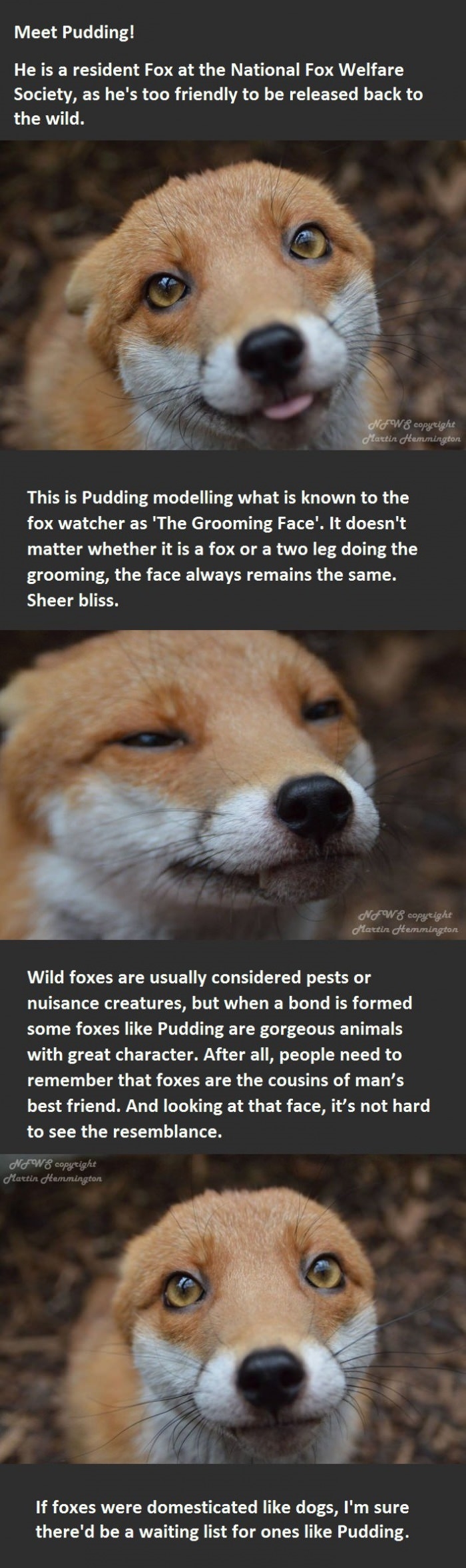 Foxes are misunderstood