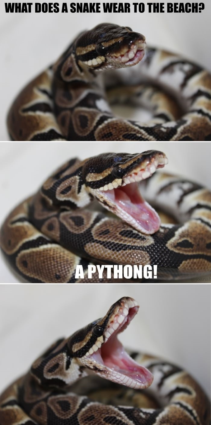 Pun snake