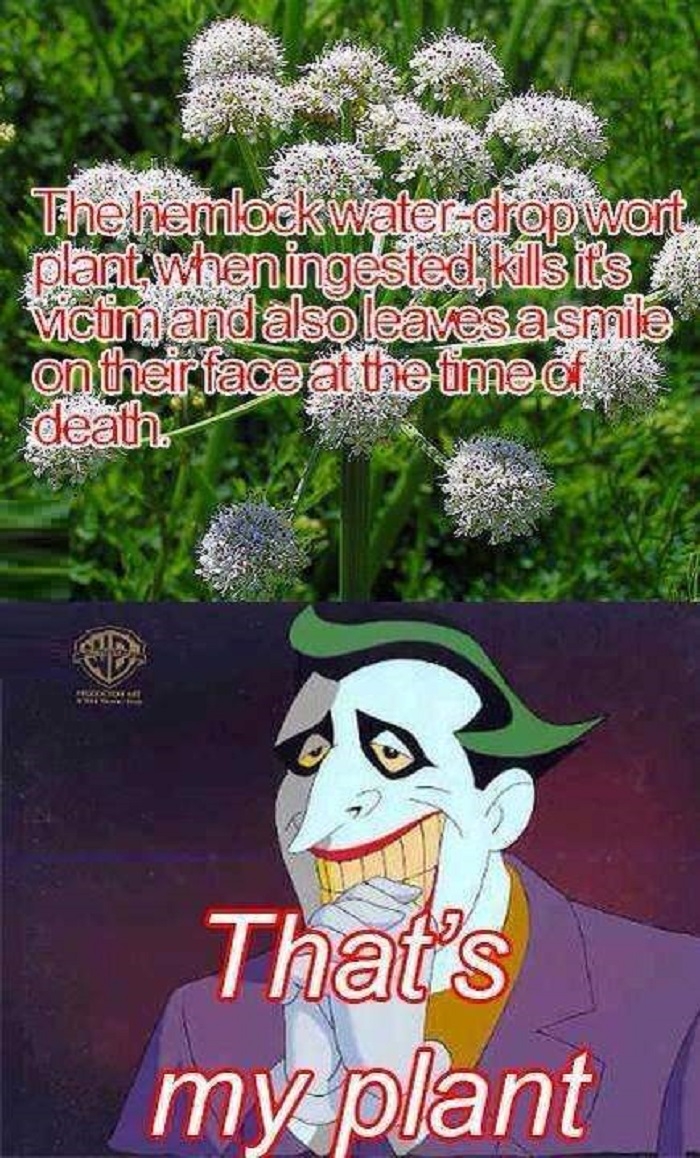 Puts a smile on your face