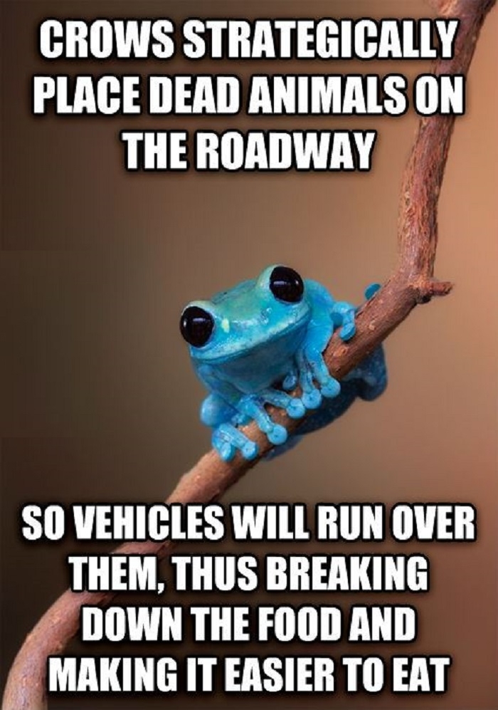 Roadkill fun fact frog