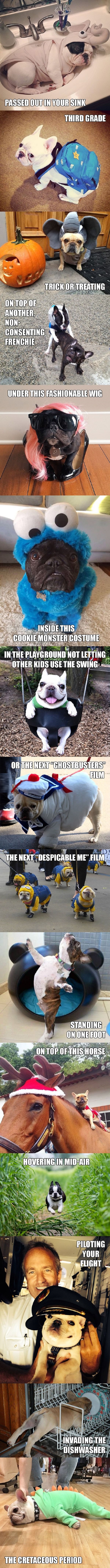 French Bulldogs