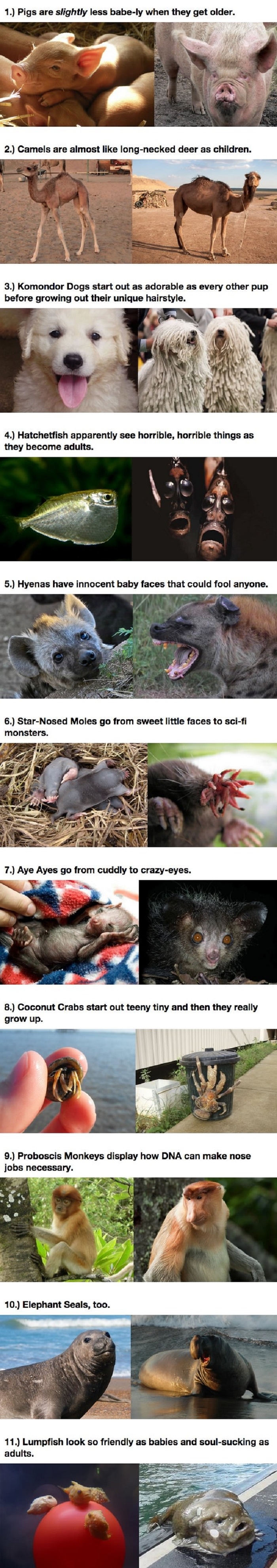 Cute to ugly animals