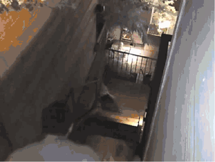 Get the f**k off my pet!