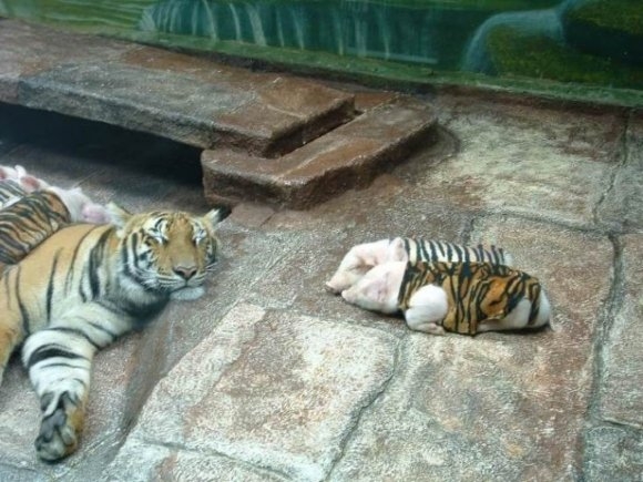Tiger Pig Mother