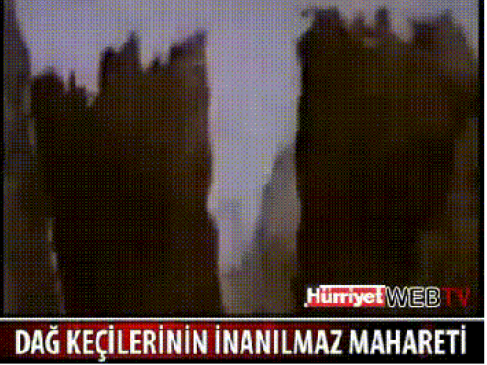 Goats jumping 160 feet