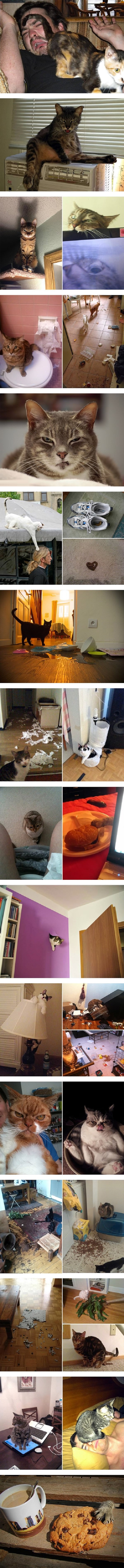 Cats are evil