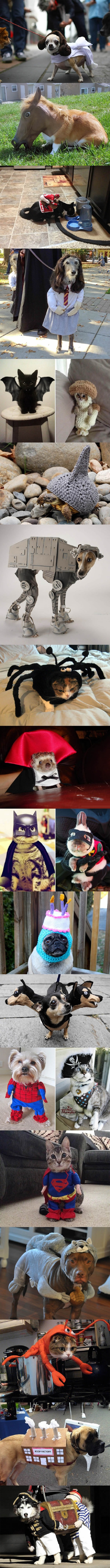 Pet costumes