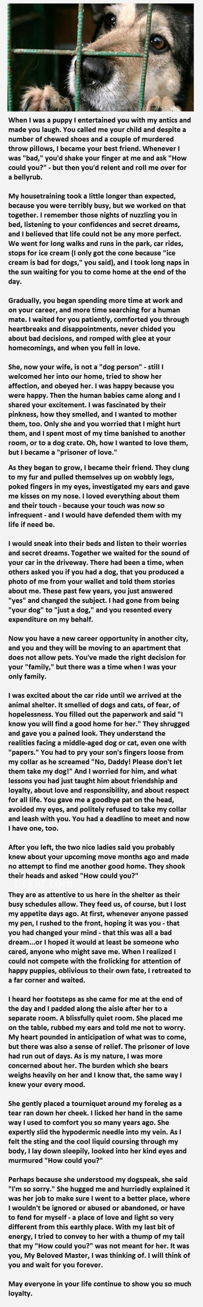 The abandoned dog