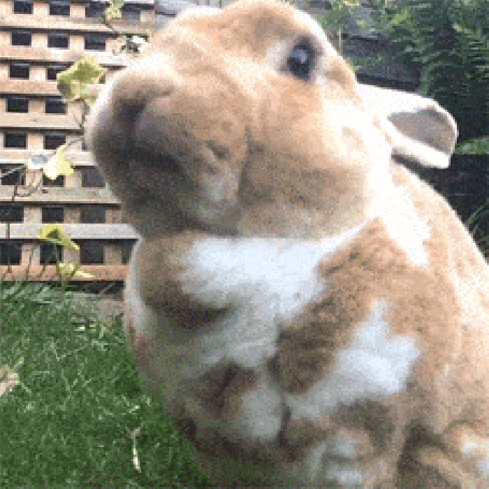 A bunny chewing