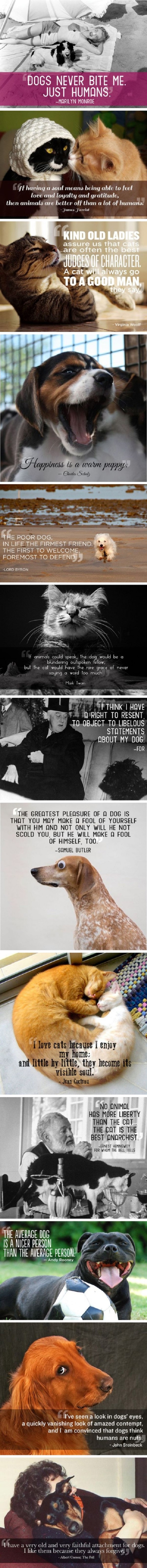 Quotes about pets