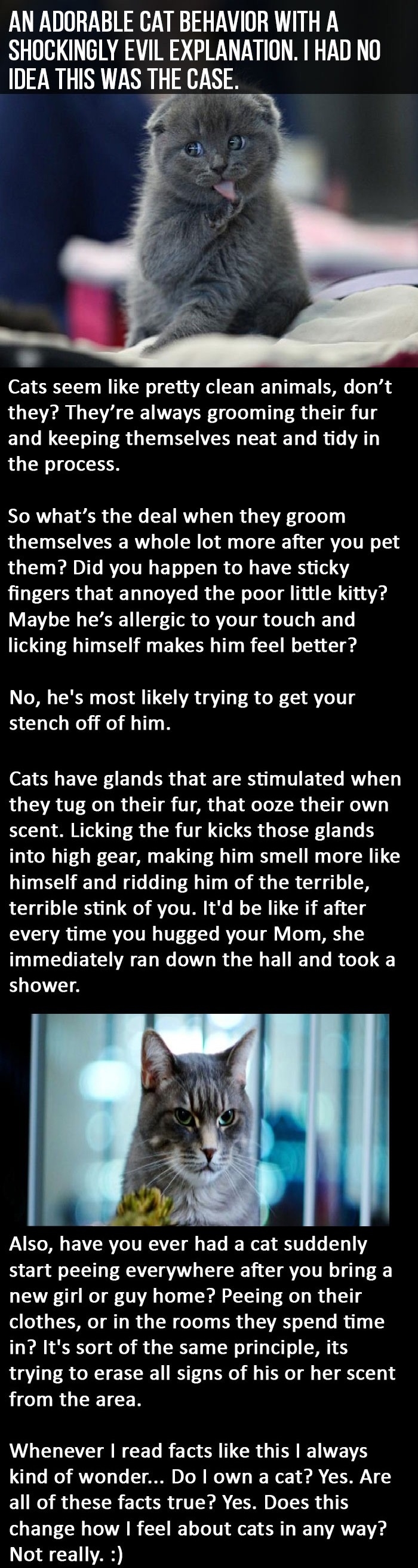 Cat behaviour