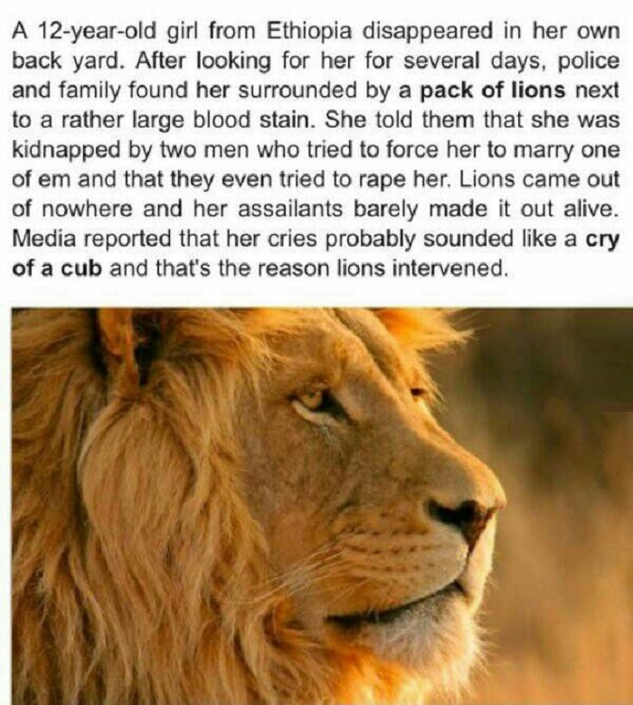 Animals are awesome