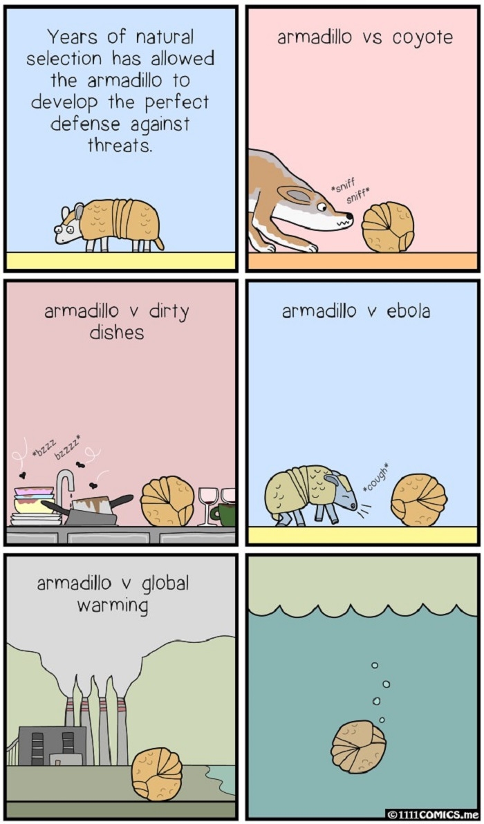 Armadillo