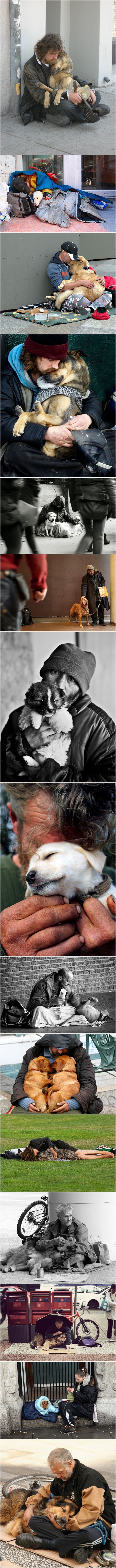 Dogs love humans