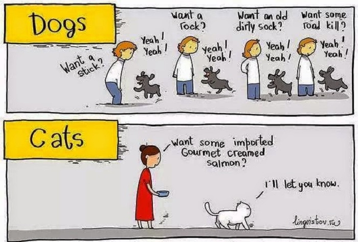 Dogs vs Cats