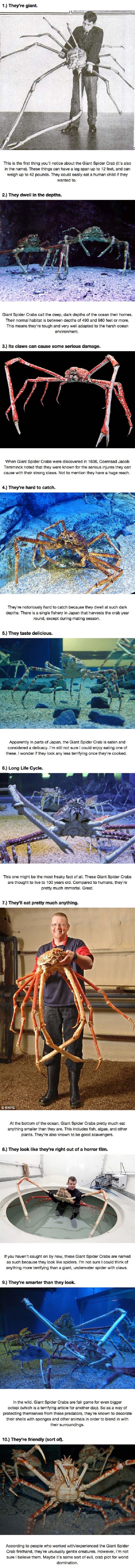 Giant Spider Crab