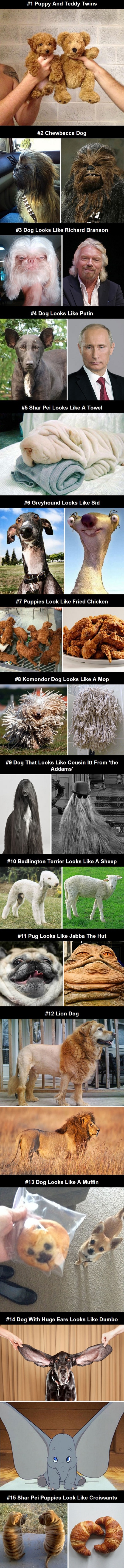 Dog lookalikes