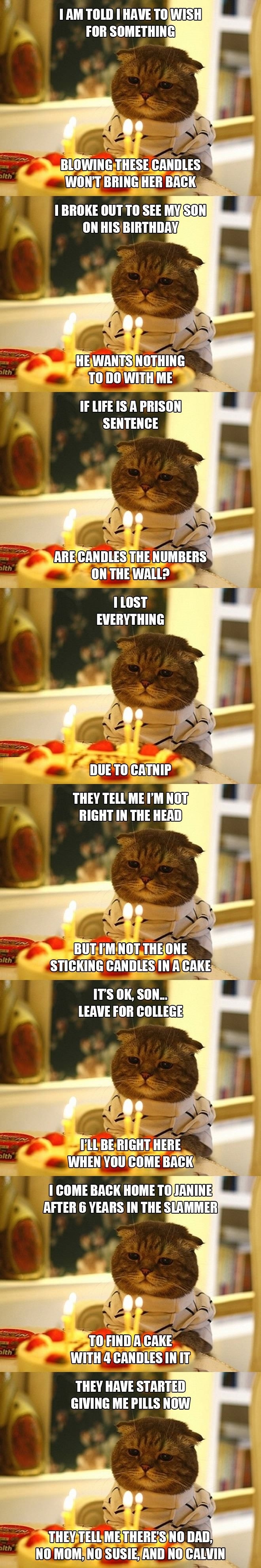 Melancholic Jail Cat