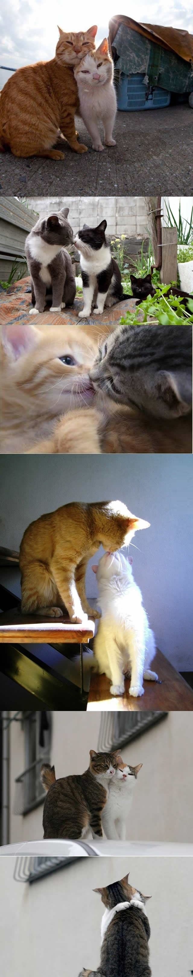 Cat lovers