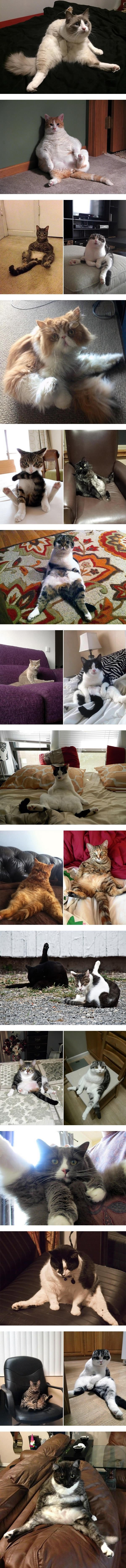 Cats being interrupted