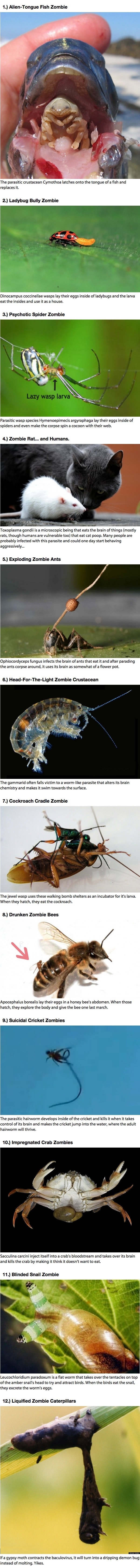 Zombies that really exist