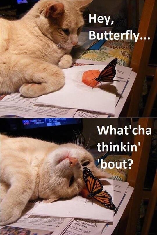 Hey, butterfly..