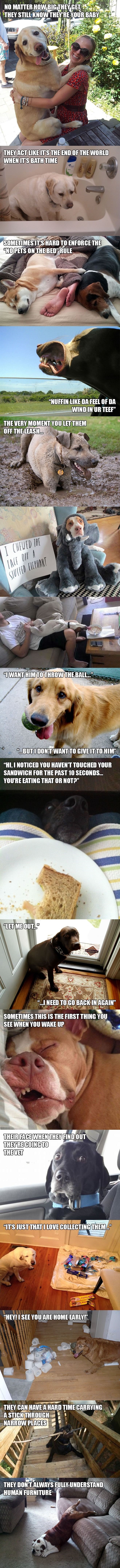 Dog owner struggles