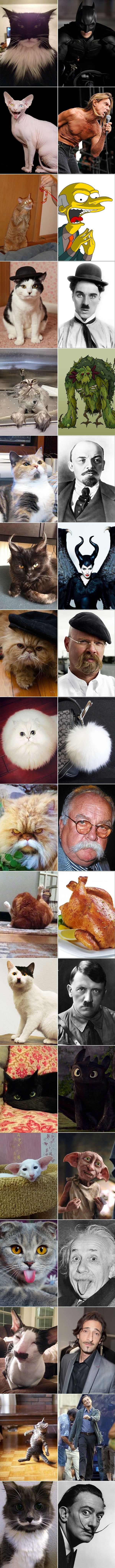 Cat lookalikes