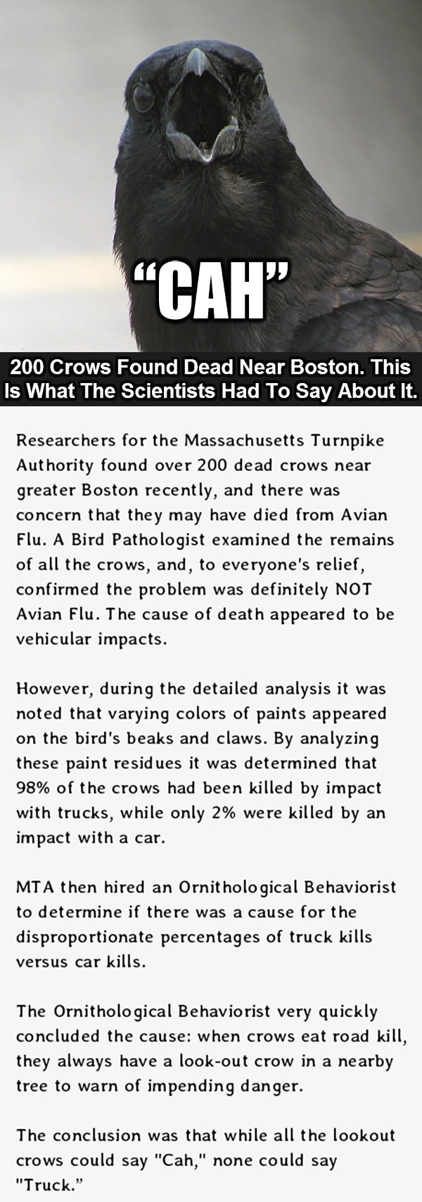 200 crows found dead