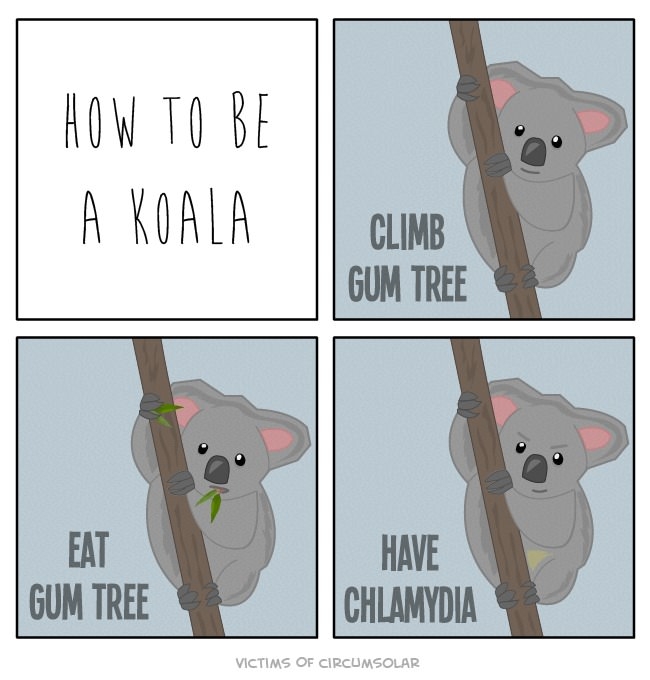 How to be a koala