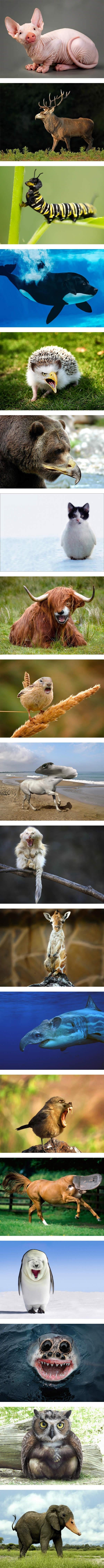 Animal hybrids