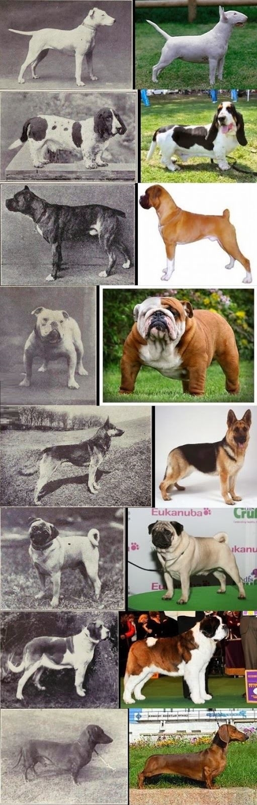 Dog breeds then and now