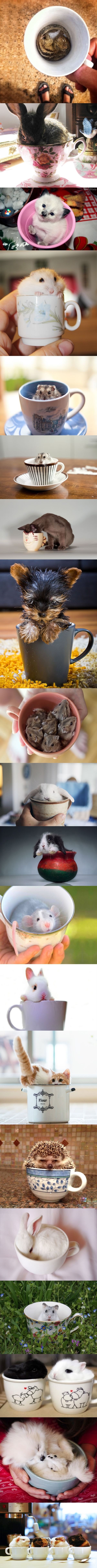 Cup full of cuteness