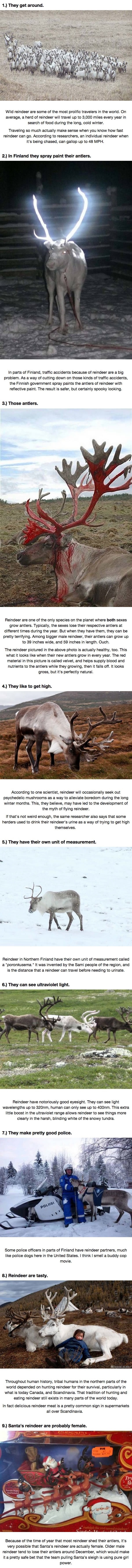 Facts about reindeer