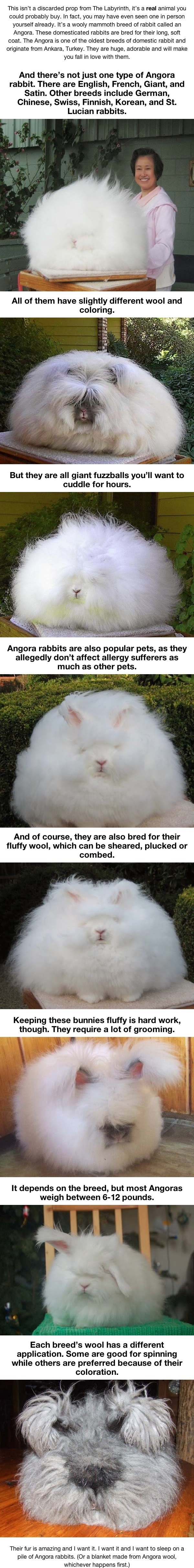 Angora rabbit