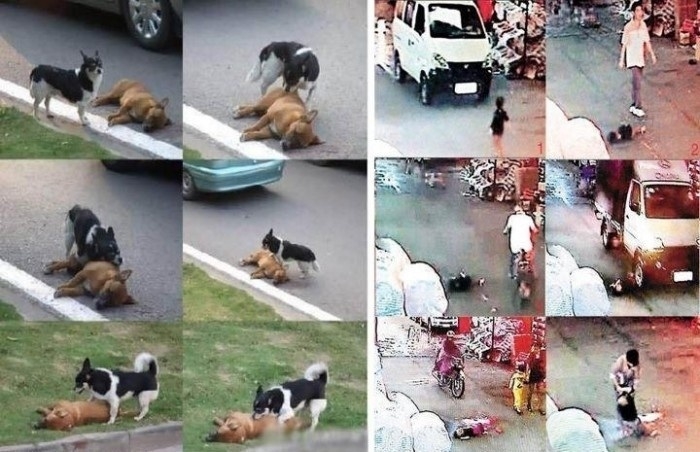Humans vs Animals
