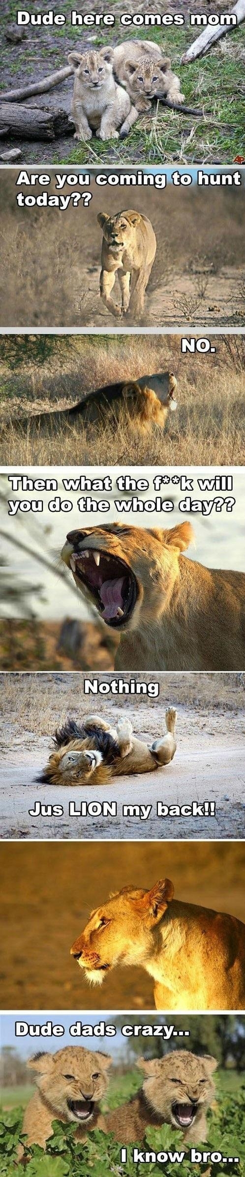 Lion, what will you do today?