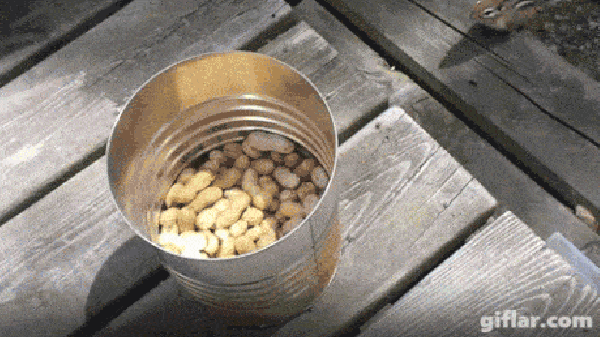 How to catch a Chipmunk