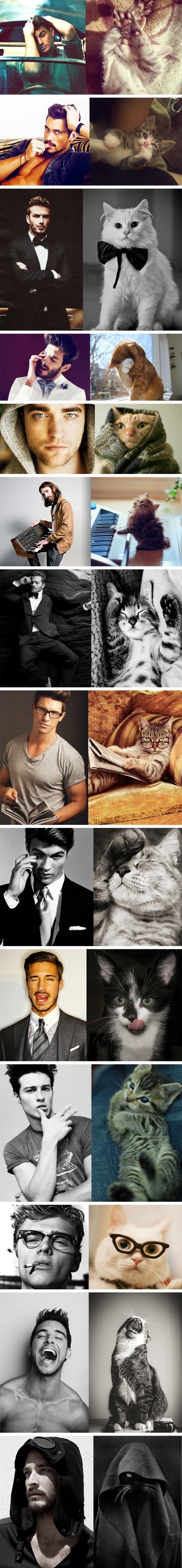 Male models vs kittens