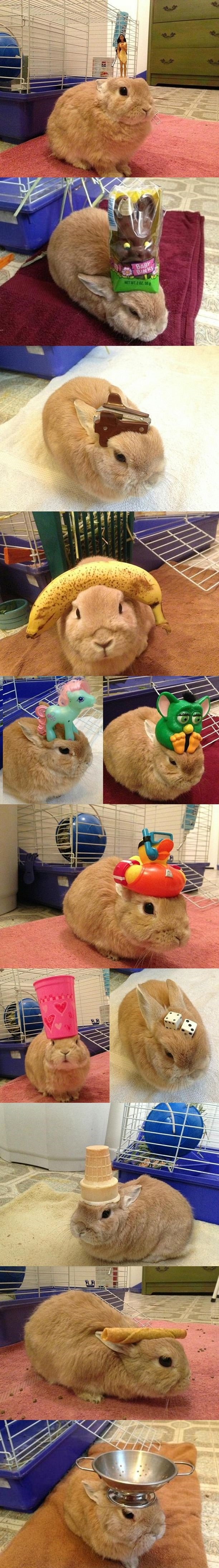 Vinnie, the balancing rabbit