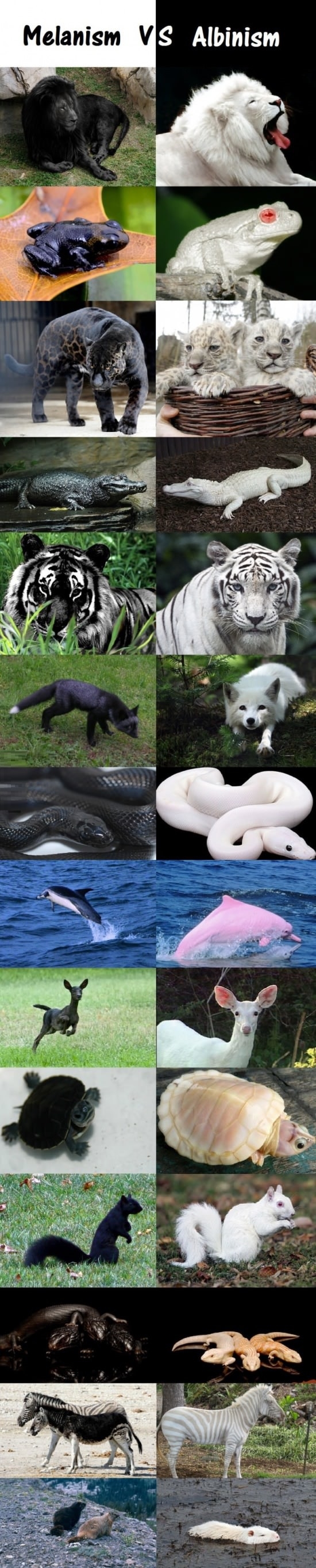 Melanism vs albinism