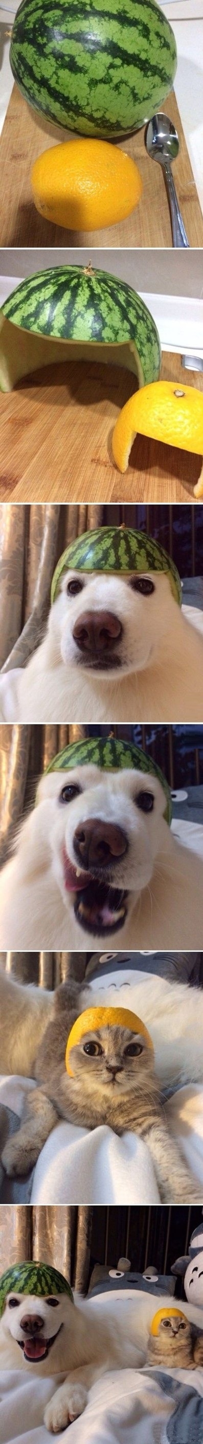 Melon collie and sour puss